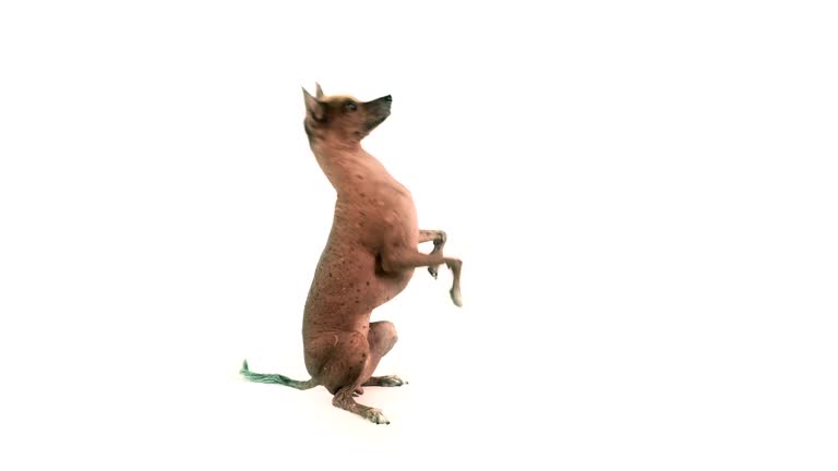 Cute Xoloitzcuintli dog standing up on its hind legs