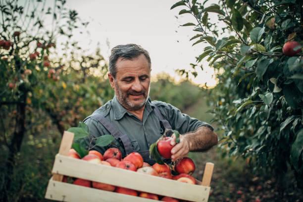 istock Man picking up apples in orchard 1184211700
