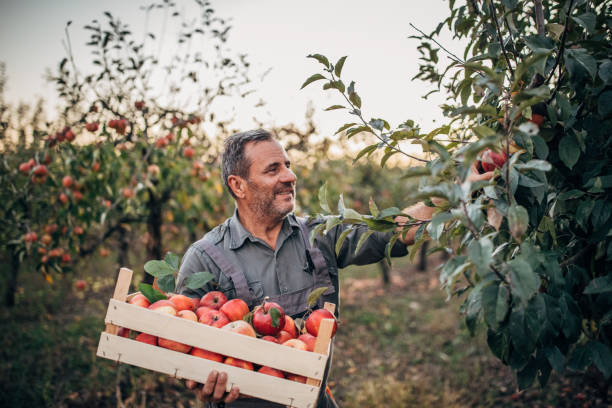 istock Man picking up apples in orchard 1184212853