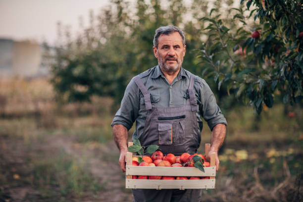 istock Mature man picking up apples 1184213186