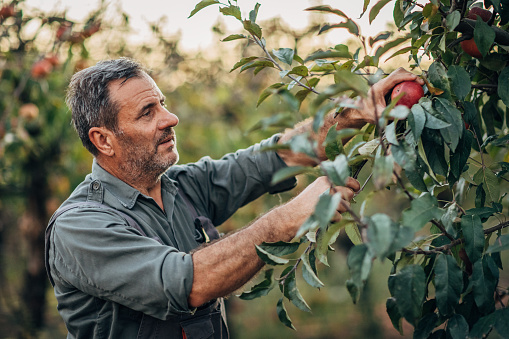 Senior man picking up apples in apple orchard