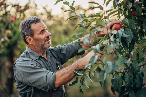 зрелый мужчина подбирает яблоки - apple tree apple orchard apple autumn стоковые фото и изображения