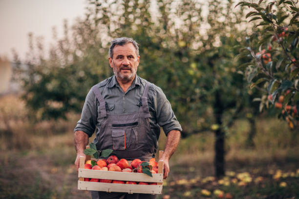 istock Mature man picking up apples 1184213371