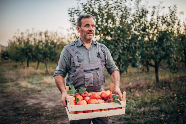 istock Mature man picking up apples in orchard 1184213508