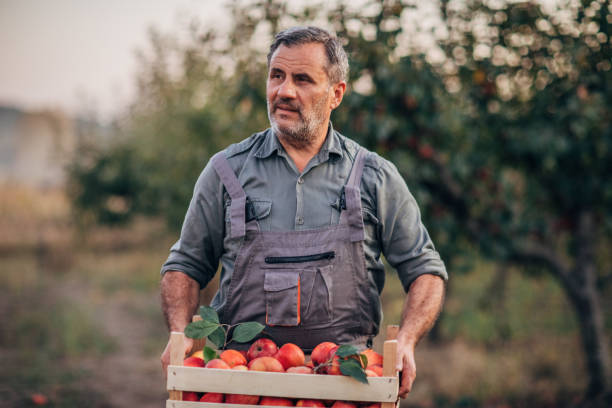 istock Senior man picking up apples 1184213816