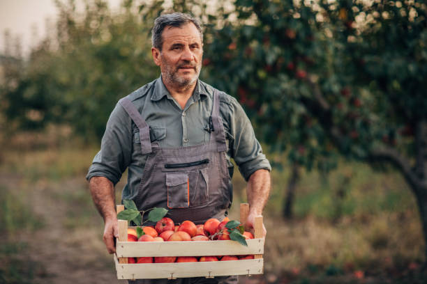 istock Senior man picking up apples 1184213907