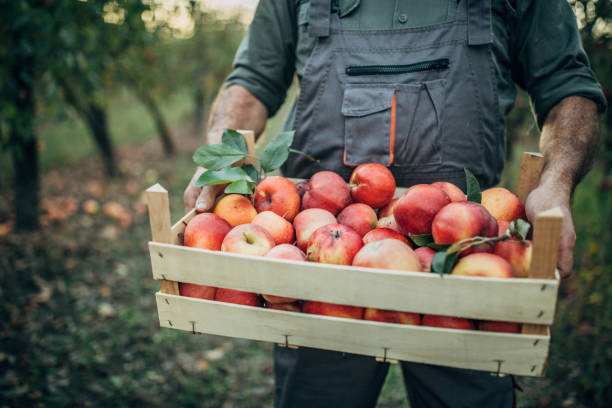 istock Senior man picking up apples in orchard 1184214043