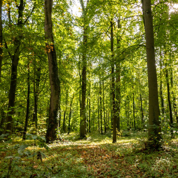 istock trunks of pines in the forest 1184215110