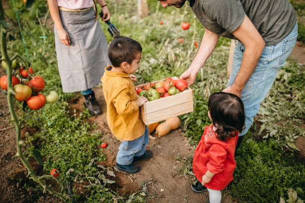istock Family tomato harvest 1184215256