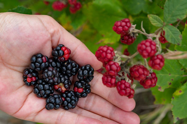 istock Wild berries in forest, human hand holding berries. 1184215274