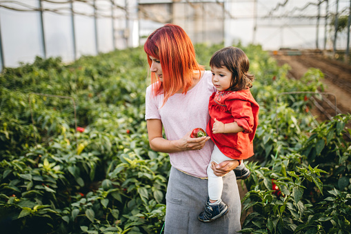 Young redhead woman walking in greenhouse, picking up peppers with little daughter