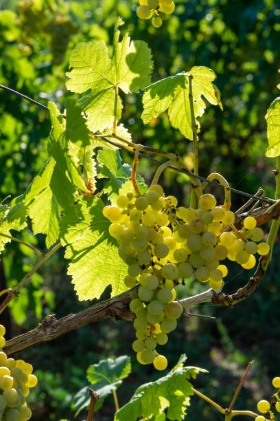 istock Vineyard with growing white wine grapes in Lazio, Italy 1184216384