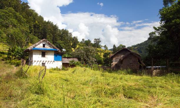 istock golden terraced rice or paddy field and primitive house 1184217041