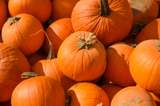 istock Halloween, many pumpkins top view background. Hard light, top view 1184218027