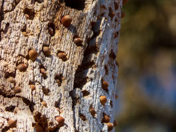 Acorn woodpecker acorn Granary stash in dead tree