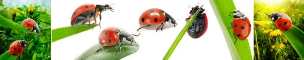 Photo of Collection ladybugs