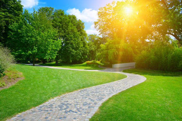 istock Sunrise beam in park 1184219748