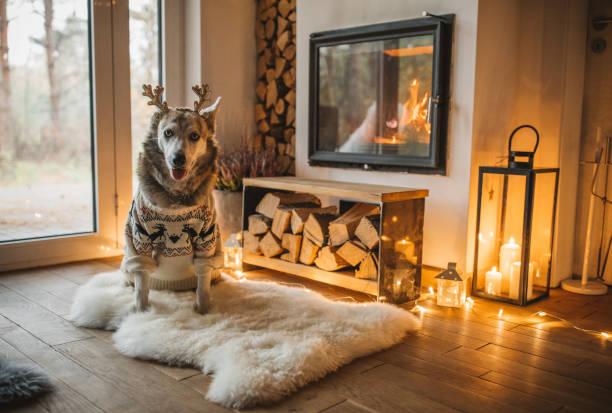 istock Dogs winter day 1184219818
