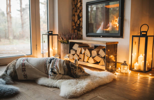 istock Dogs winter day 1184220580