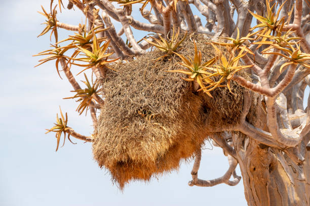 istock sociable weaver nest 1184220615