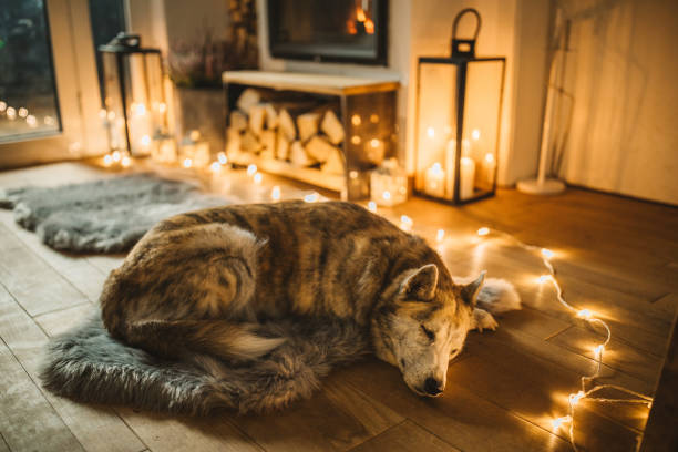 собаки зимний день - fireplace christmas candle holiday стоковые фото и изображения