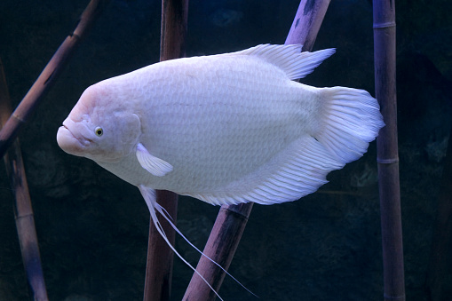 White Giant gourami fish Osphronemus goramy swimming in aquarium tank.