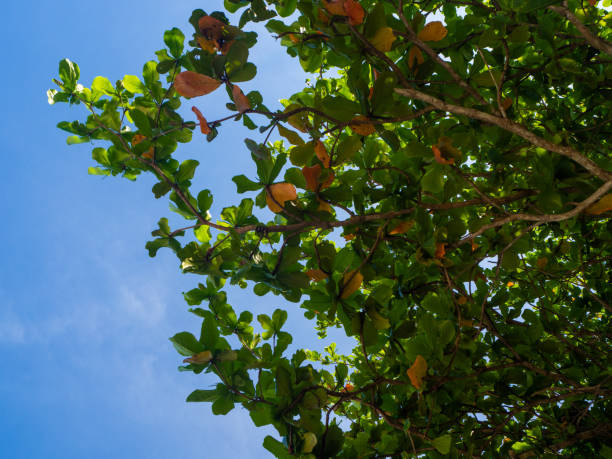 istock Crown of green tree on a background of blue sky 1184221018