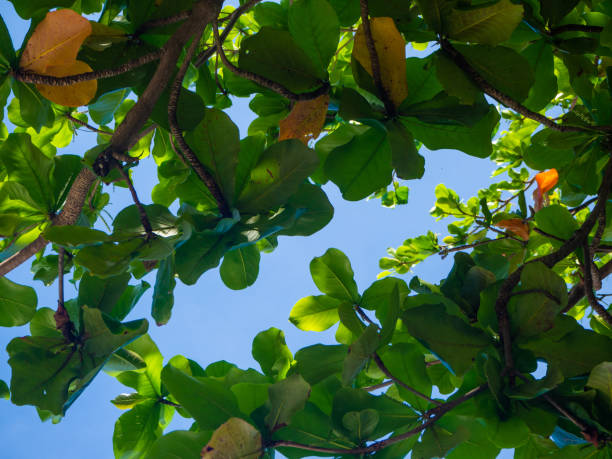 istock Crown of green tree on a background of blue sky 1184221048