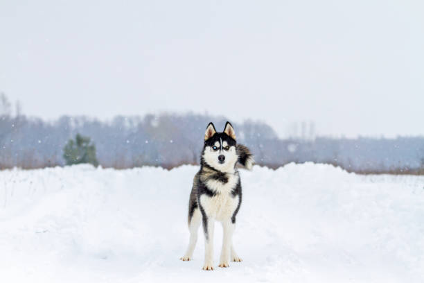 istock beautiful husky with different eyes stands proudly in the snow 1184221117