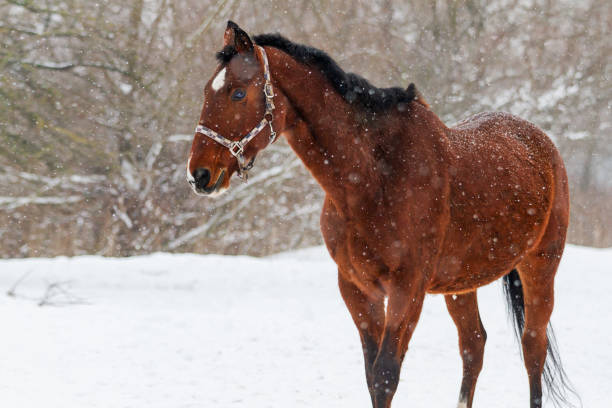 istock horse walking on a snowy winter day 1184221140
