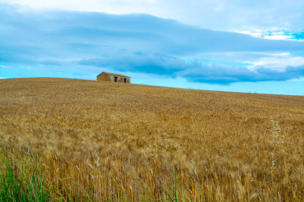 istock Fields with ripe sicilian durum pasta wheat on sunset 1184222013