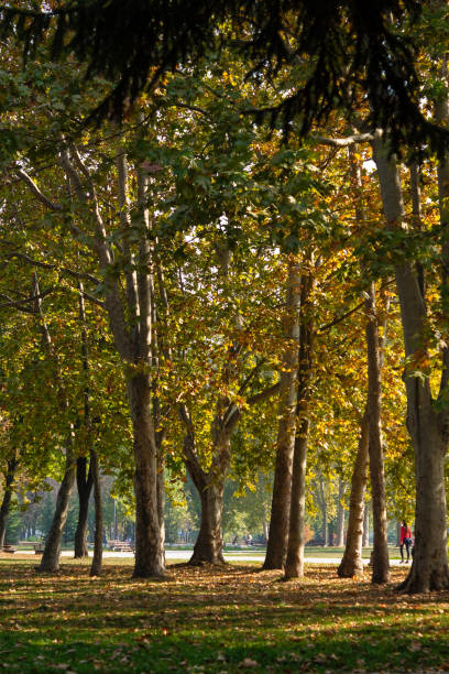 istock autumn morning in city park 1184222343