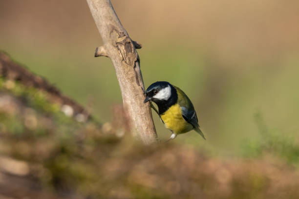 istock Beautiful nature scene with Great tit (Parus major). 1184222632
