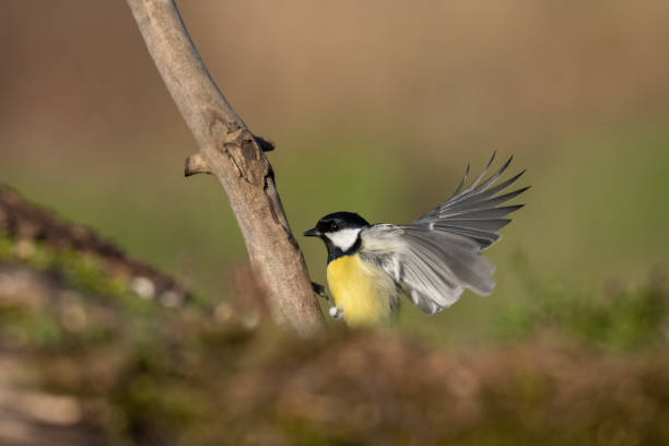 istock Beautiful nature scene with Great tit (Parus major). 1184222636