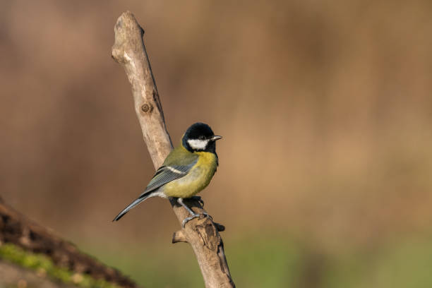 istock Beautiful nature scene with Great tit (Parus major). 1184222653