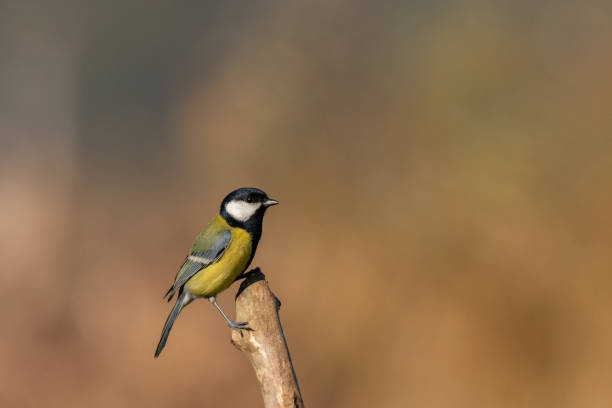 istock Beautiful nature scene with Great tit (Parus major). 1184222694