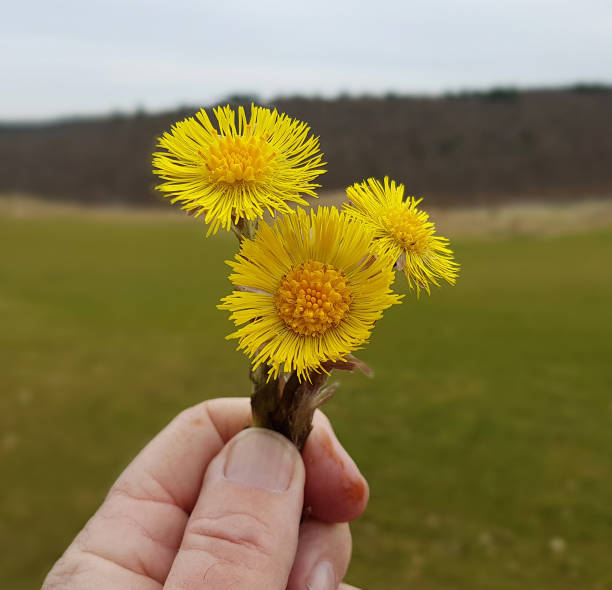 istock Coltsfoot, tussilago, farfara 1184222695