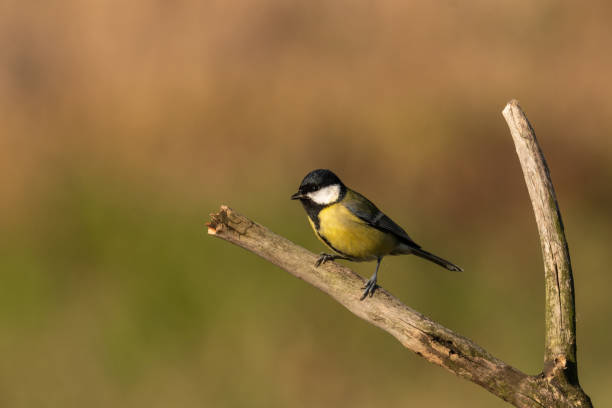 istock Beautiful nature scene with Great tit (Parus major). 1184222717
