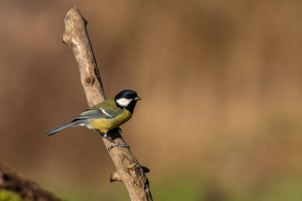 istock Beautiful nature scene with Great tit (Parus major). 1184223744