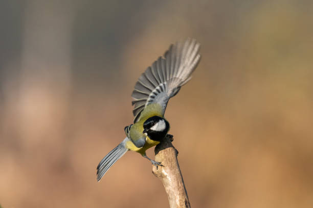 istock Beautiful nature scene with Great tit (Parus major). 1184223746
