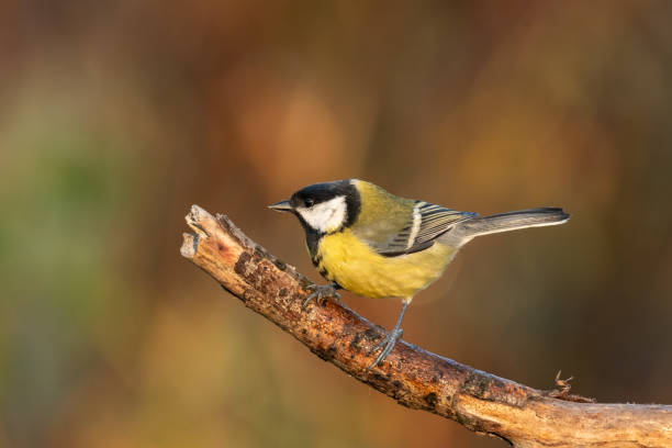 istock Beautiful nature scene with Great tit (Parus major). 1184223827