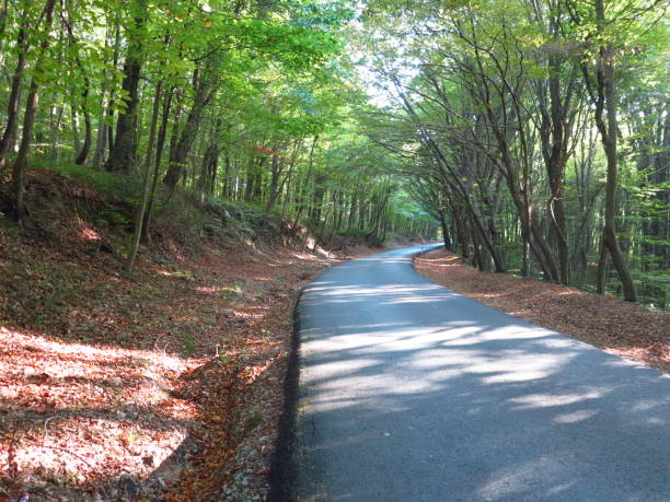 istock Belgrade Forest Nature Istanbul in Autumn 1184223953