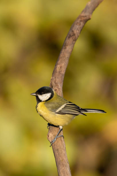 istock Beautiful nature scene with Great tit (Parus major). 1184224081