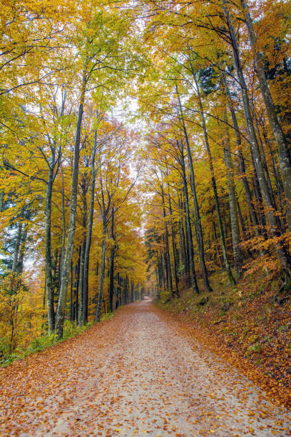 istock Beautiful Autumn Forest in Europe 1184224099