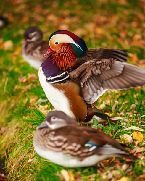 Closeup shot of Mandarine ducks