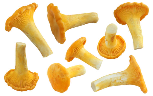 istock Chanterelle mushroom isolated on white background. 1184226096