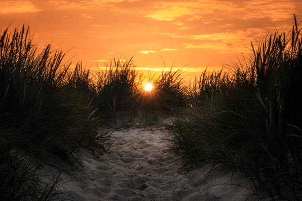 Photo of Sunset on Sylt island. Sand alley and tall grass at golden hour