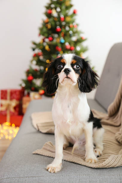 istock Funny dog wit boggling eyes sitting alone at home. 1184226308
