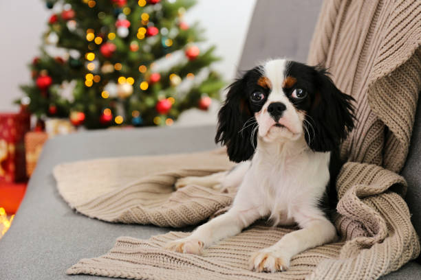 istock Funny dog wit boggling eyes sitting alone at home. 1184226310