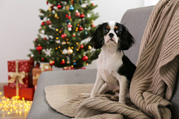 istock Funny dog wit boggling eyes sitting alone at home. 1184226311